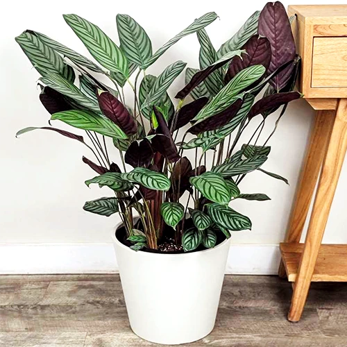 Calathea setosa