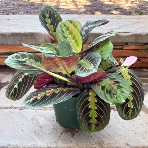 prayer plant